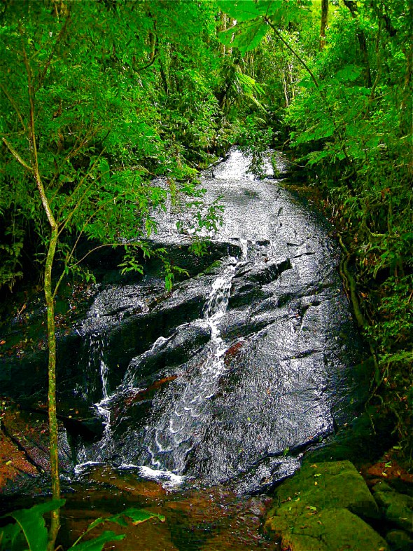 rainforest-Brazil