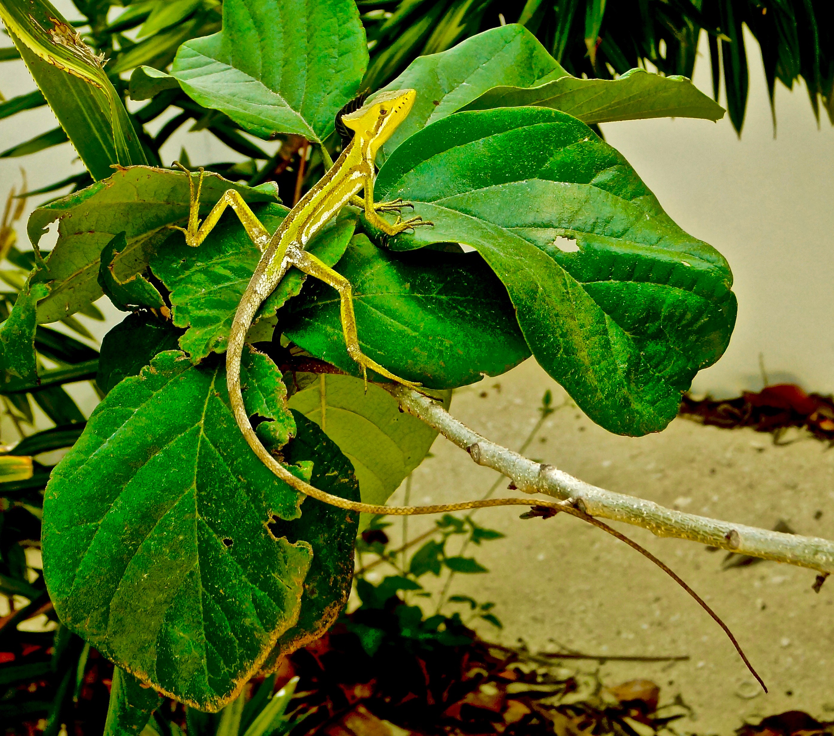 DSC04083