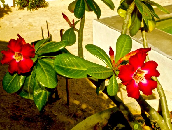 dsc04518