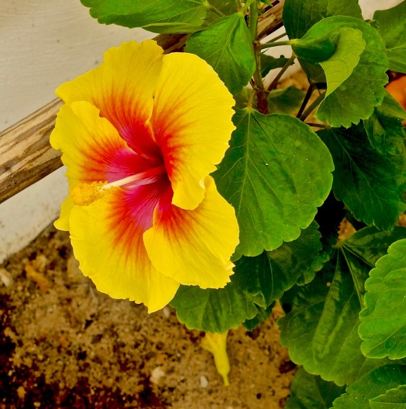 dsc04543