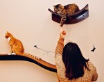 cat1