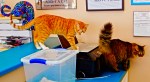 cat6